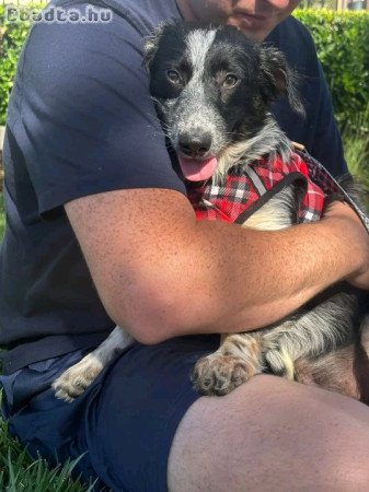 Australian shepherd for sale 6 months old