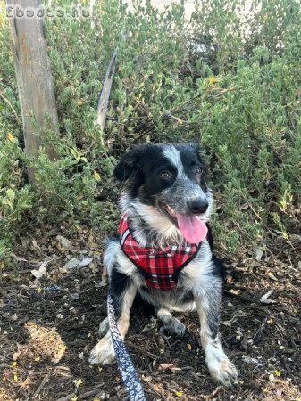 Australian shepherd for sale 6 months old