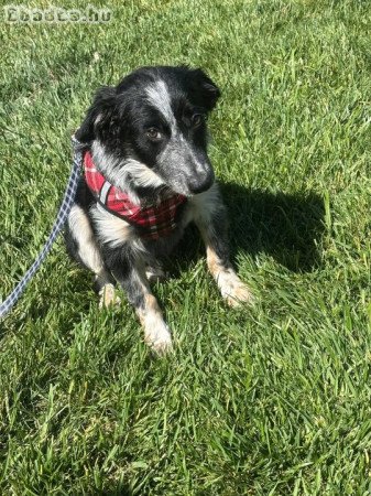 Australian shepherd for sale 6 months old