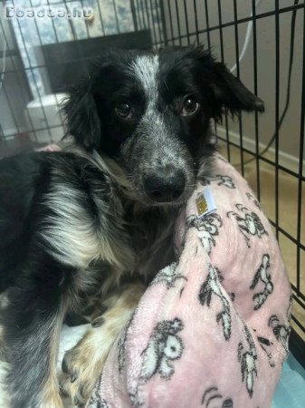 Australian shepherd for sale 6 months old