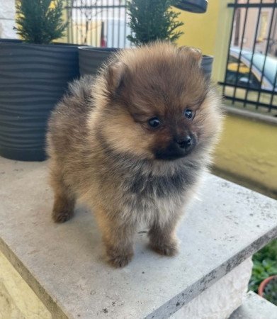 Pomerániai Törpe Spitz