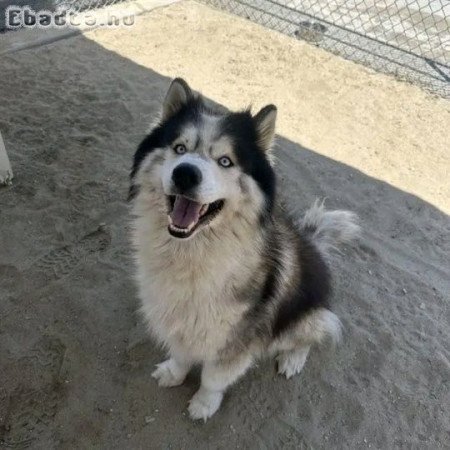Siberian husky for sale young adult