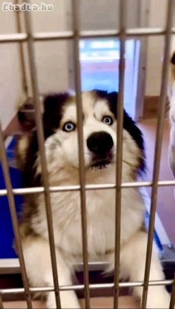 Siberian husky for sale young adult