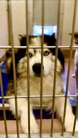 Siberian husky for sale young adult