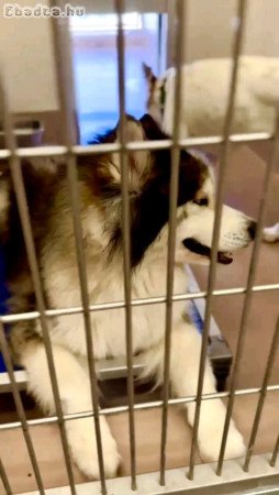 Siberian husky for sale young adult