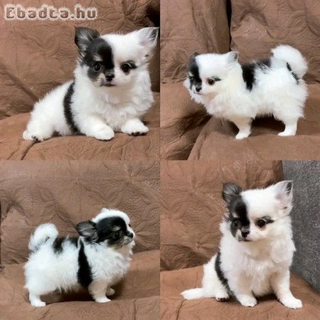 Chihuahua puppies