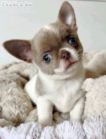 Chihuahua puppies