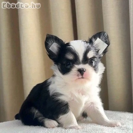 Chihuahua puppies