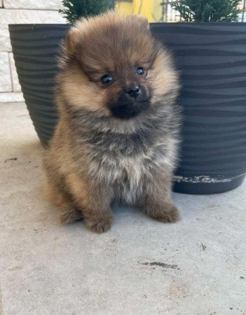 Pomerániai Törpe Spitz