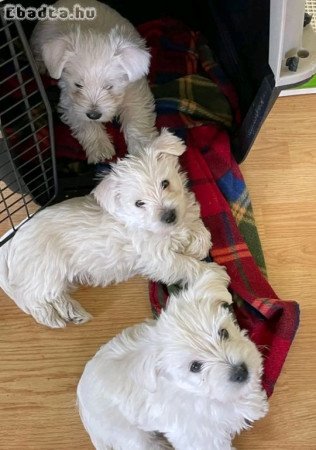 Westie puppies for sale male and female