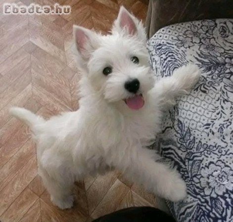 Westie puppies for sale male and female