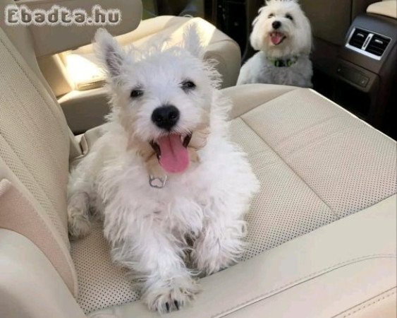 Westie puppies for sale male and female