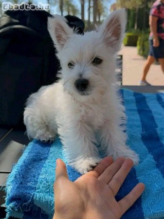 Westie puppies for sale male and female