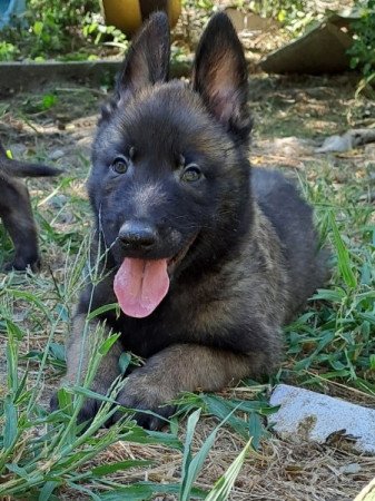 Belga juhász malinois