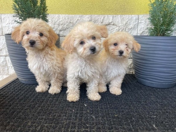 Maltipoo