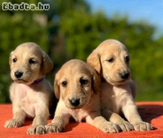 Afghan Hound puppies for sale champion bloodline