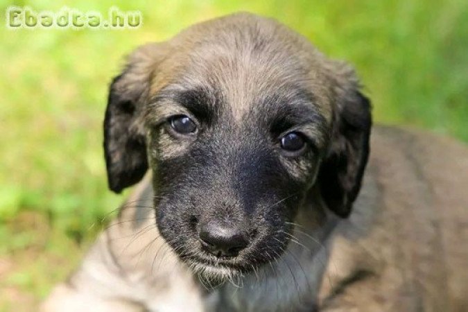 Afghan Hound puppies for sale champion bloodline