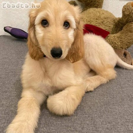Afghan Hound puppies for sale champion bloodline