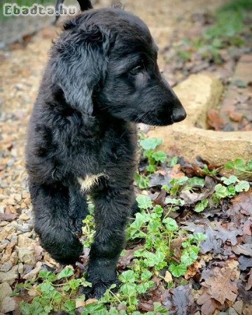 Afghan Hound puppies for sale champion bloodline