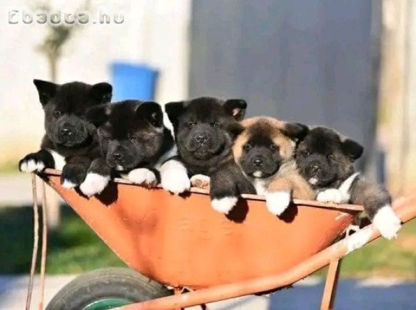 Akita puppies for sale