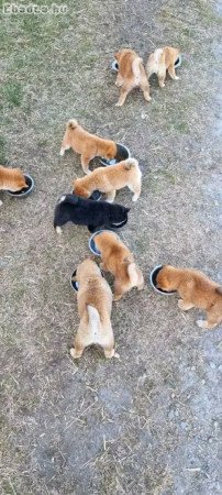 Akita puppies for sale