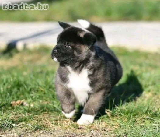 Akita puppies for sale