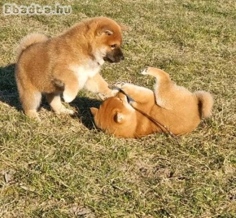 Akita puppies for sale