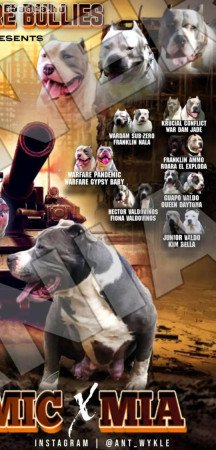 American Bullies for sale