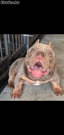 American Bullies for sale