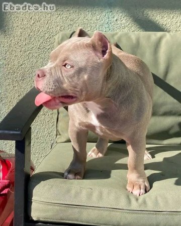 American bull dogs