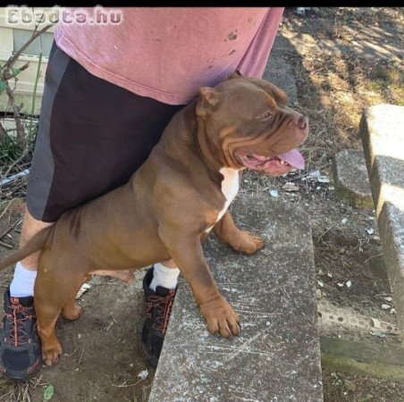 American bull dogs