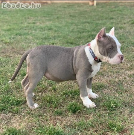 American bull dogs