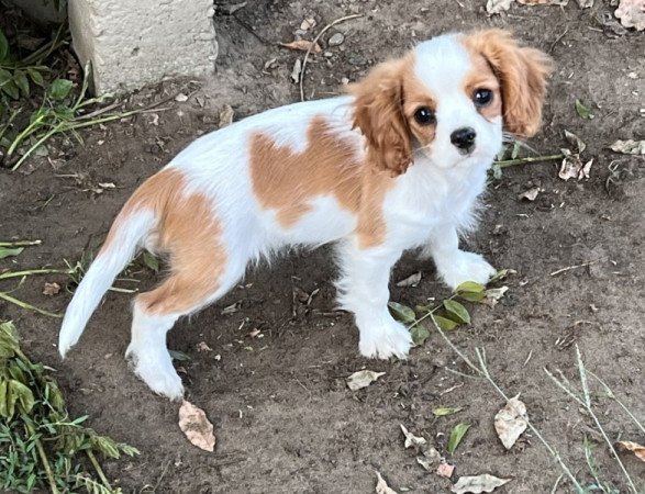 Cavalier King Charles spániel