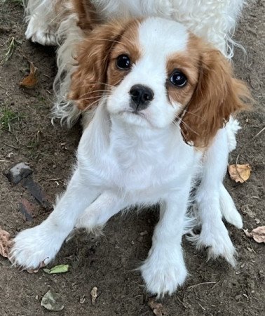 Cavalier King Charles spániel