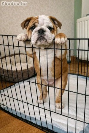 English  bull dogs for sale