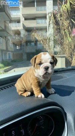 English  bull dogs for sale