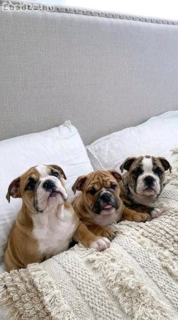 English  bull dogs for sale