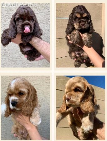 English cocker spaniel puppies available