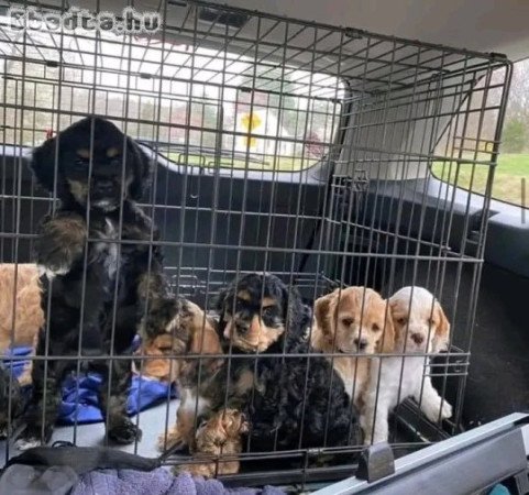 English cocker spaniel puppies available