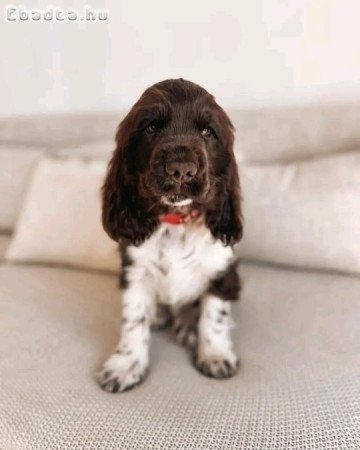 English cocker spaniel puppies available