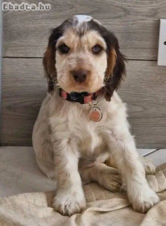 English cocker spaniel puppies available