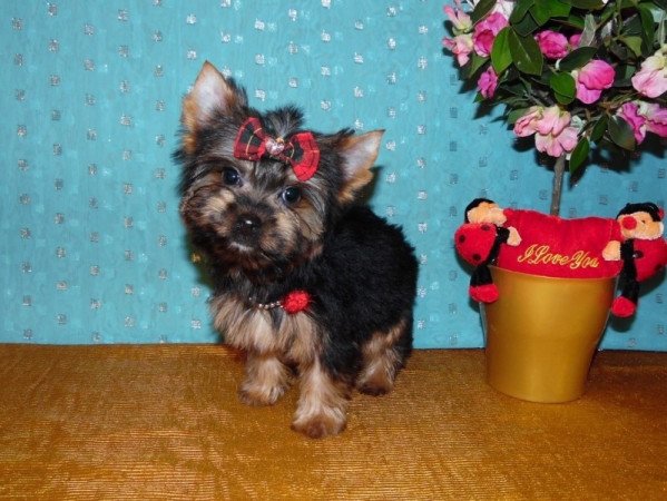 Yorkshire Terrier, Yorki