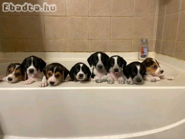 Beagle puppies for sale to good homes