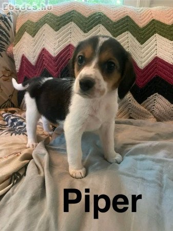 Beagle puppies for sale to good homes
