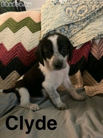 Beagle puppies for sale to good homes