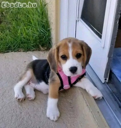 Beagle puppies for sale to good homes