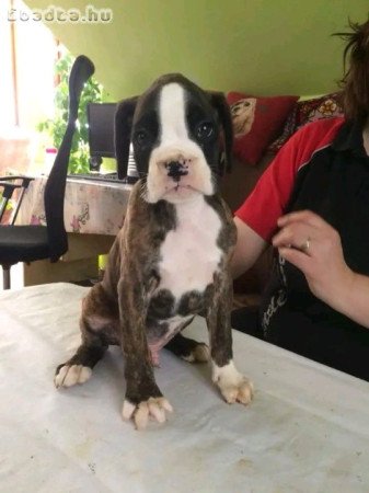 Boxer puppies