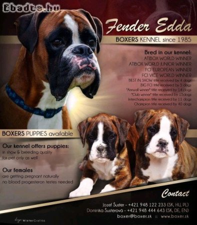 Boxer puppies