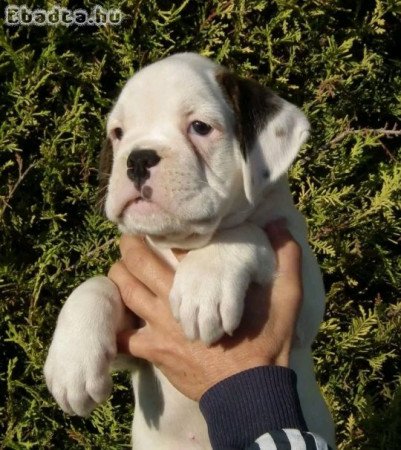 Boxer puppies
