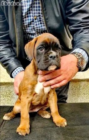 Boxer puppies